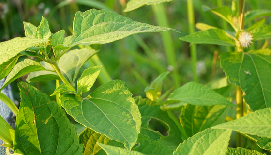 鼎博·(中国游)有限公司官网